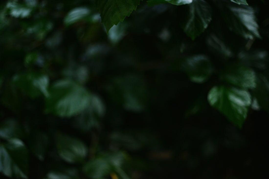 A bird is perched on a branch of a tree
