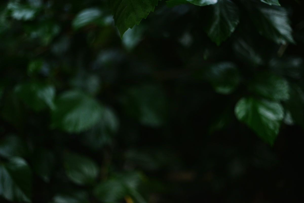 A bird is perched on a branch of a tree