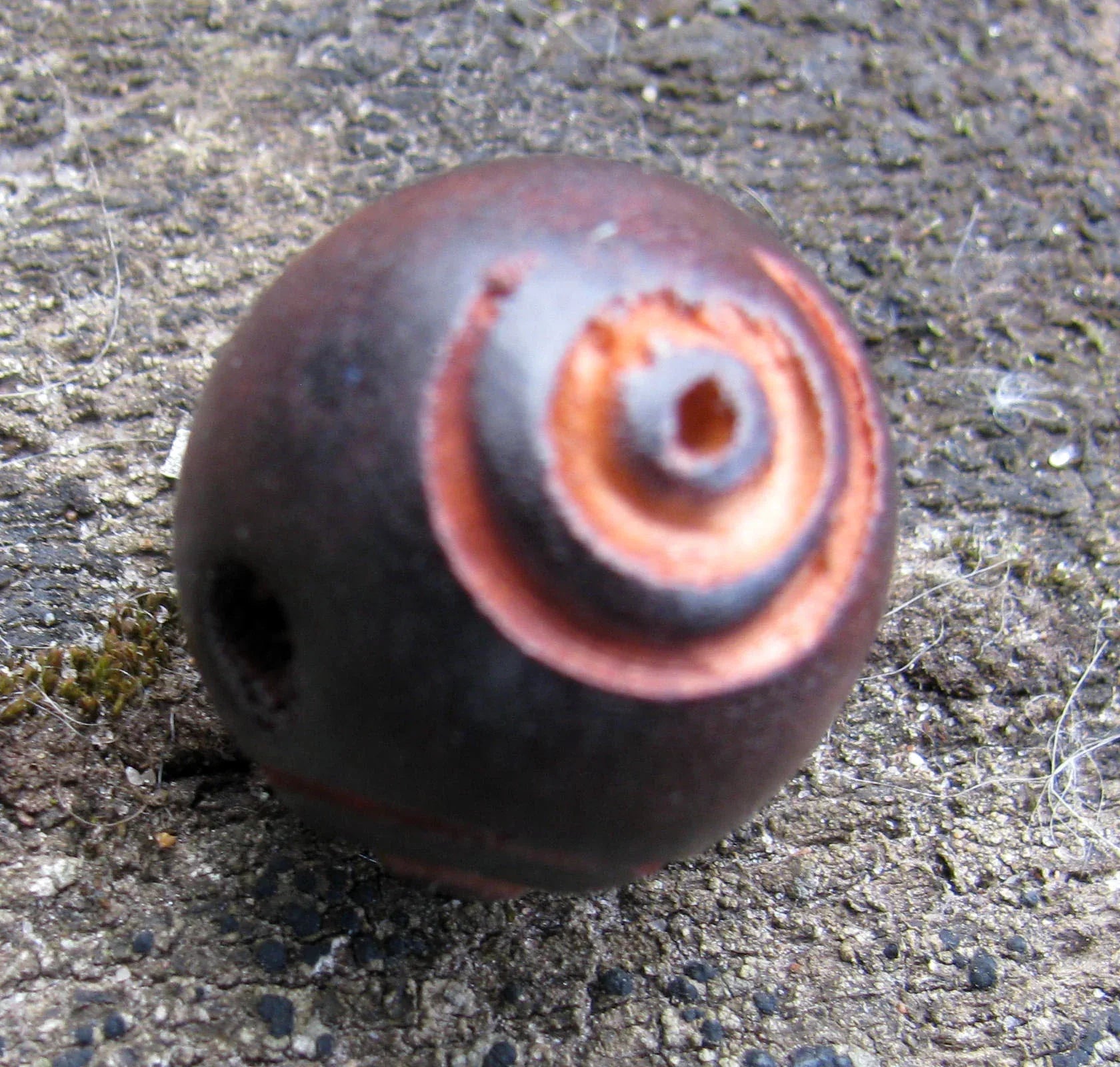 Träpärla - Brunröd med Utskurna Cirklar 18,5mm 1 styck Hilmas Pyssel