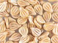 Preciosa Engraved Pip - Alabaster Honey Picasso 9x14mm, 5-pack Preciosa