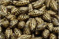 Miter Shell Beads - Jet with Gold 16x8mm, 10-pack Hilmas Pyssel