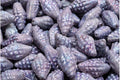 Miter Shell Beads - Chalk white lila nebula 16x8mm, 10-pack Hilmas Pyssel