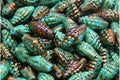Miter Shell Beads - Sea Green with Oil 16x8mm, 10-Pack Hilmas Pyssel