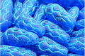 Pinecone Bead - Matt Capri Blue 25x12mm 1 styck Hilmas Pyssel