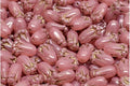 Tulip Bud Bead - Pink with Gold 12x8mm, 20-pack Hilmas Pyssel