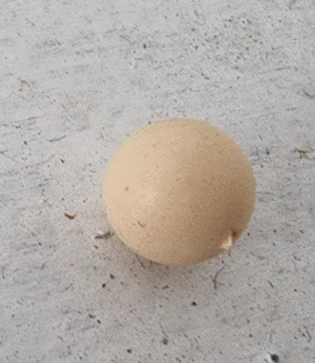 Snäckskals pärla - Beige 8 mm 1 styck Hilmas Pyssel