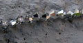 Tjeckiska MC Bicone - Crystal Vitrial Light, 4 mm, 1 sträng Preciosa