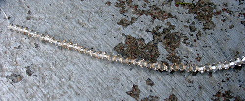 Tjeckiska MC Bicone - Crystal Honey 3 mm, 1 sträng Preciosa