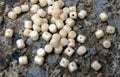 Minos® par Puca® - Opaque Beige Ceramic Look, 5 gram Les perles par Puca® - Paris