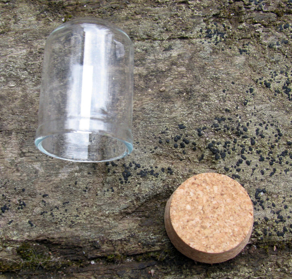 Glaskupol - Hög Cylinderformad med Kork Botten 37x22mm 1 styck Hilmas Pyssel