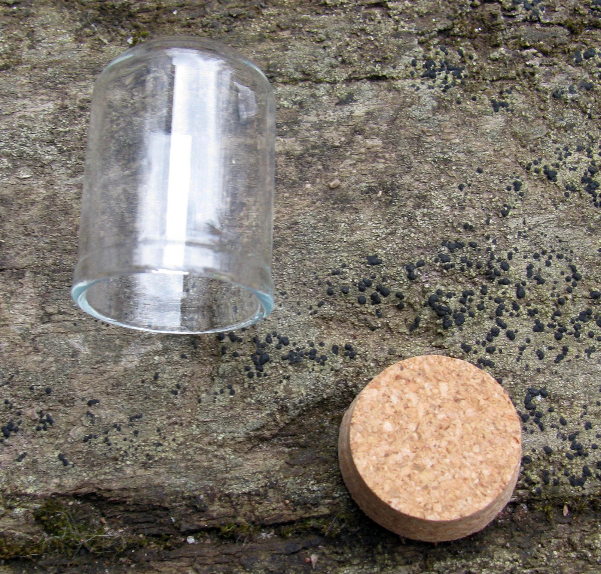 Glaskupol - Hög Cylinderformad med Kork Botten 37x22mm 1 styck Hilmas Pyssel