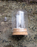 Glaskupol - Hög Cylinderformad med Kork Botten 37x22mm 1 styck Hilmas Pyssel