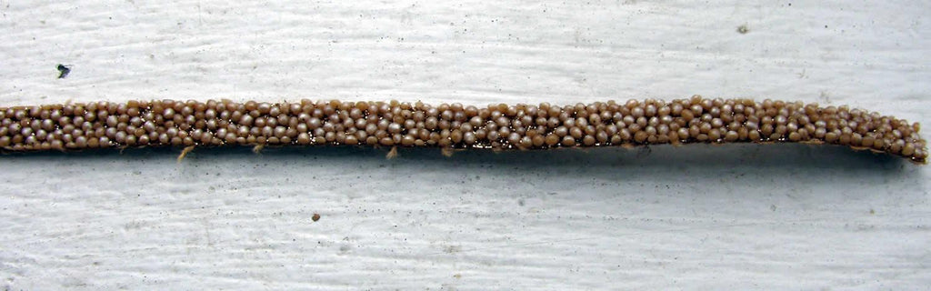 Platt band Caviar - Beige 5 mm, 20 cm Hilmas Pyssel