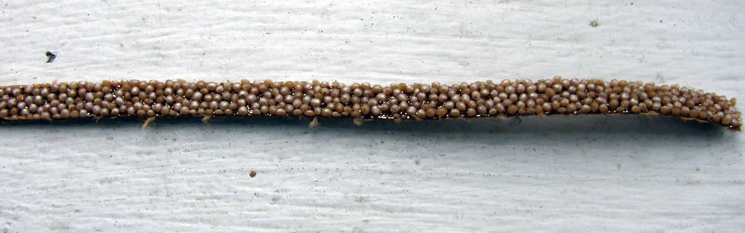 Platt band Caviar - Beige 5 mm, 20 cm Hilmas Pyssel